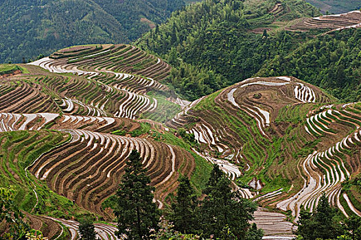 龙胜,稻米梯田,乡村,广西