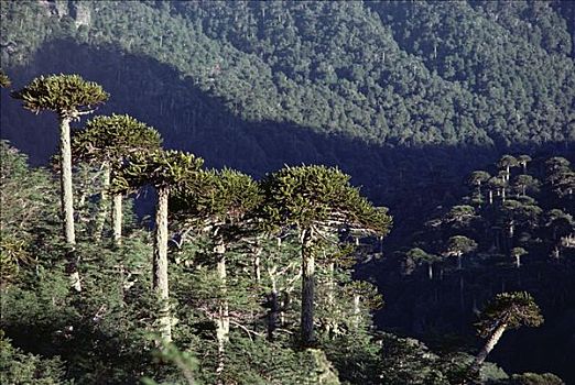 古老,智利松,树,塔,高处,南方,山毛榉树,智利