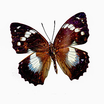 白斑迷蛱蝶蝴蝶标本