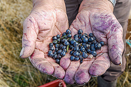 法国,阿基坦,挑选,蓝莓