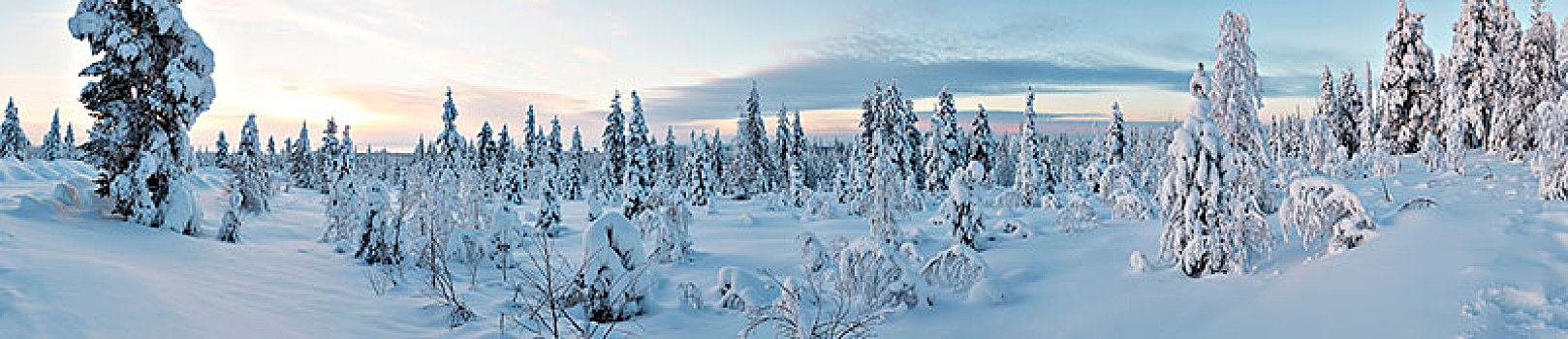 冬季风景,树林,积雪,树