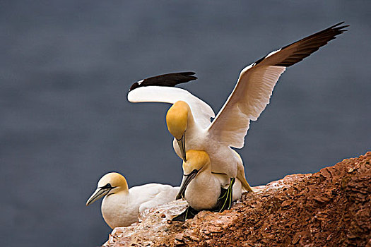 北方,塘鹅,憨鲣鸟,赫尔戈兰岛,德国