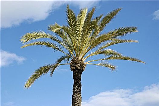 棕榈树,白色海岸,西班牙