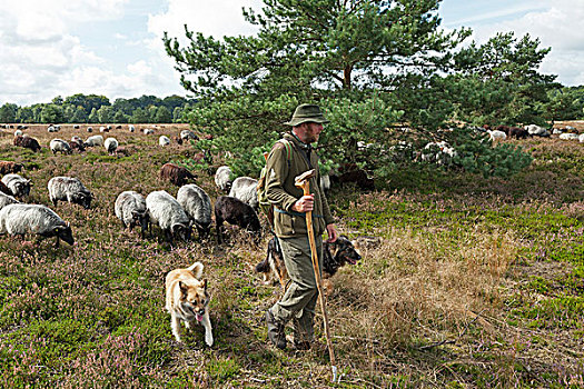 牧羊人,狗,羊群,石南,下萨克森,德国,欧洲
