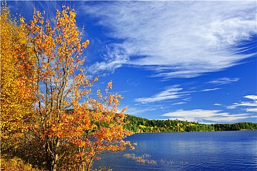 秋天,树林,湖