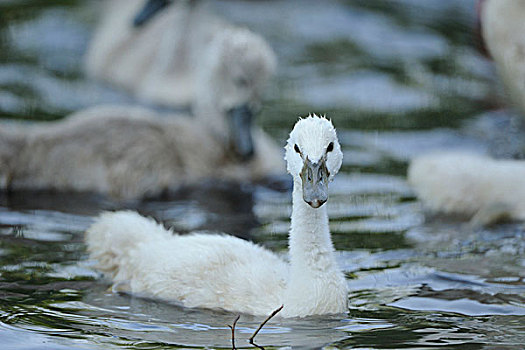 哑天鹅,疣鼻天鹅,小鸡,在水中游泳,巴伐利亚,德国