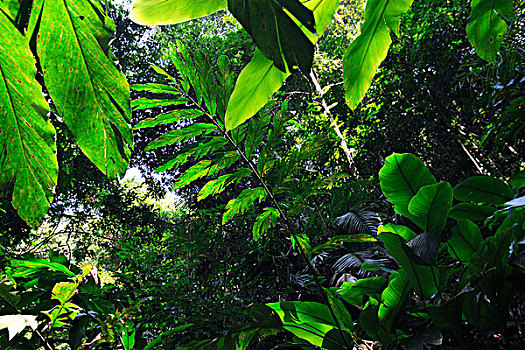 雨林,室内,国家公园,苏门答腊岛,印度尼西亚