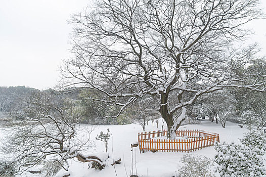 武汉,东湖,雪景