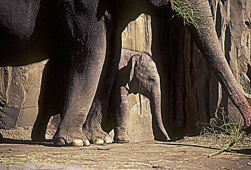 大象,站立,幼兽,一个