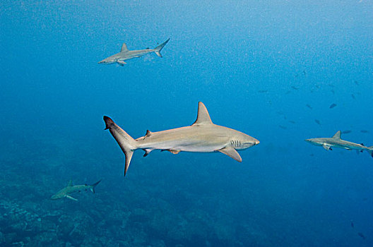 加拉帕戈斯,鲨鱼,直翅真鲨,沃尔夫岛,加拉帕戈斯群岛,厄瓜多尔,南美