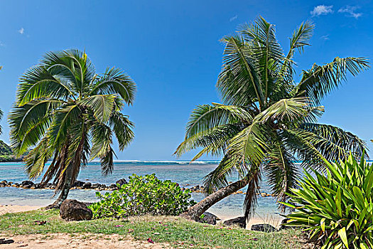棕榈树,海滩,夏威夷,美国,北美