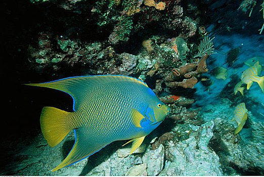 水下视角,蓝色,刺蝶鱼,靠近,基拉戈岛,佛罗里达,美国