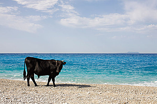 公牛,海滩