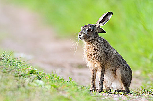 欧洲野兔,格罗宁根,荷兰