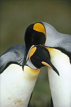帝企鹅,伴侣,求爱,自愿角,福克兰群岛