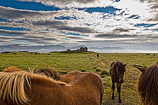 马,放牧,遗弃,农场,冰岛