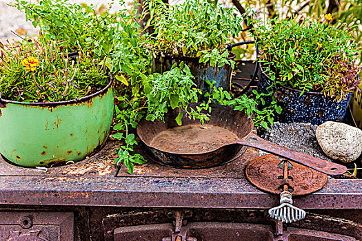 铸铁,植物,古式物品,生锈,炉子,煎锅,上面