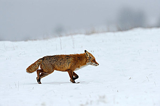 红狐,狐属,季节,二月,自然公园,保加利亚,欧洲
