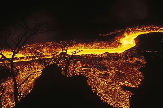 火山爆发,二月,急流,火山岩,过去,老,站立,树,植被,费尔南迪纳岛,加拉帕戈斯群岛,厄瓜多尔
