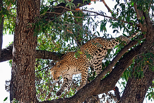 豹,树,莫雷米禁猎区,博茨瓦纳,非洲