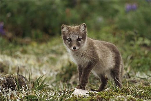 北极狐,幼仔,苔原,靠近,窝,圣乔治,岛屿,普里比洛夫群岛,阿拉斯加
