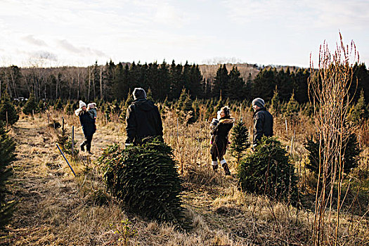 父母,女婴,圣诞树园,安大略省,加拿大