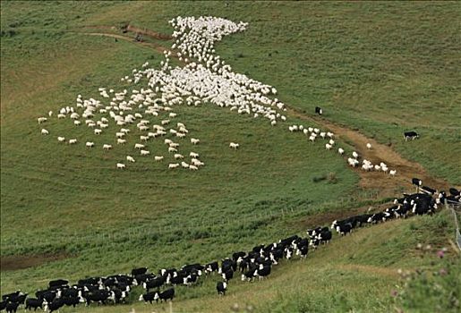 新西兰,绵羊,母牛