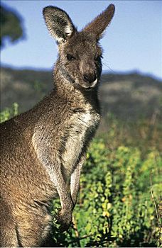 大灰袋鼠,灰袋鼠,哺乳动物,沃伦邦格尔国家公园,澳大利亚,动物