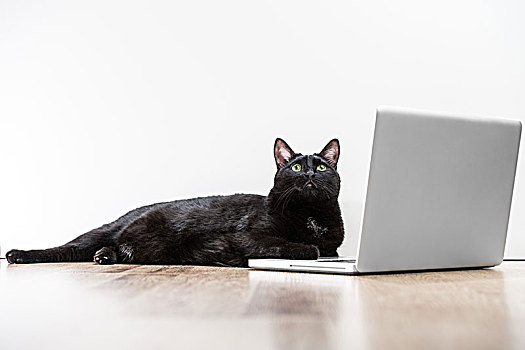 家,黑猫,仰视,卧,靠近,笔记本电脑,显示屏,木地板,白日梦,许多,留白