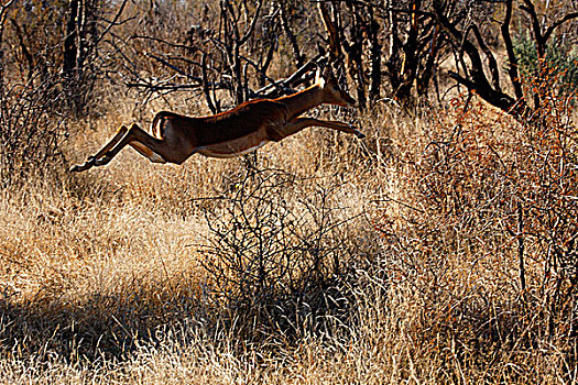 南非,西北省,禁猎区,旅游,黑斑羚
