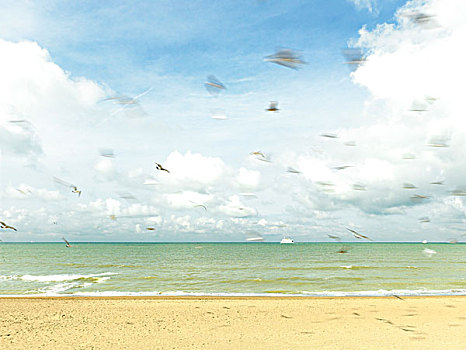 鸟,海滩