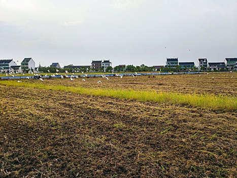 田园风光,白鹭,农耕