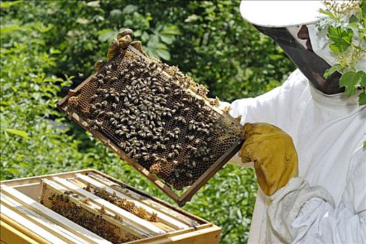 养蜂人,检查,蜂窝,蜂蜜,制作