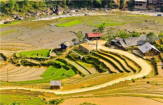 稻米,梯田,越南