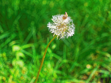 蒲公英,莫斯科,院子,夏天,郊区