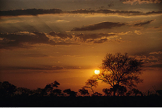 树,剪影,日落,克鲁格国家公园,德兰士瓦省,南非