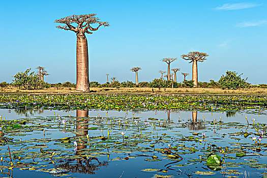 猴面包树,反射,水,穆龙达瓦,省,马达加斯加,非洲