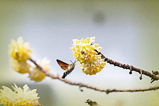 结香花与蜂鸟鹰蛾