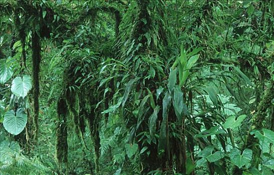 热带雨林,哥斯达黎加