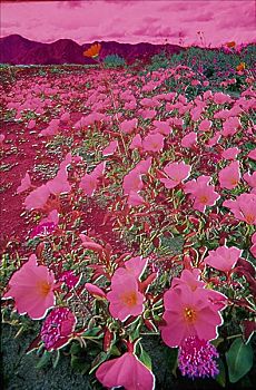 沙丘,月见草,安萨玻里哥沙漠州立公园,加利福尼亚