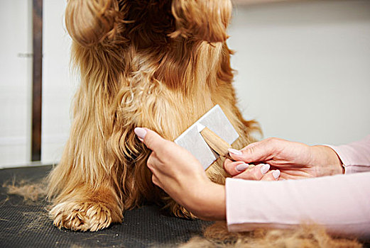 女性,刷,可卡犬,狗,沙龙