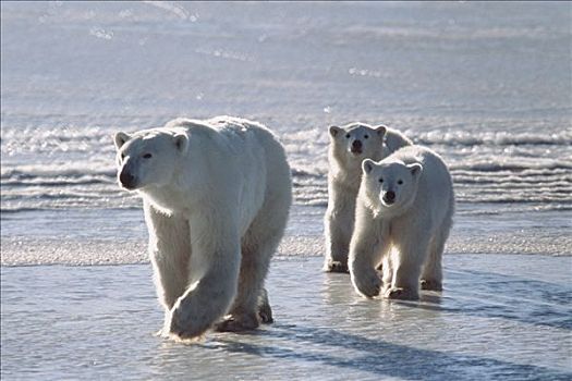 北极熊,母兽,离开,水,丘吉尔市,加拿大
