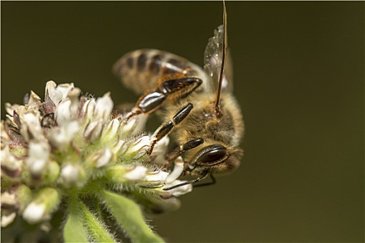 蜜蜂,收集,花蜜