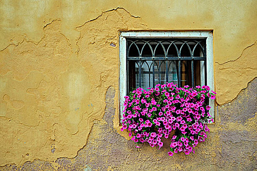 格栅窗,老,墙壁,紫苑属