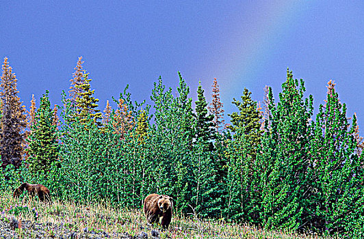 大灰熊,彩虹,不列颠哥伦比亚省,加拿大