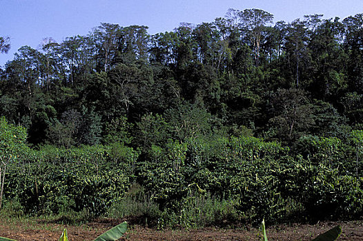 越南,中部高地,靠近,咖啡种植园,雨林,背景