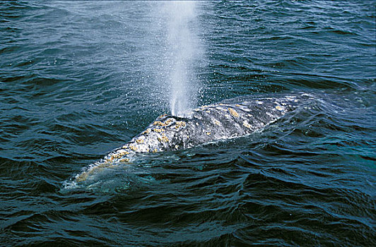 灰鲸,喷涌,墨西哥
