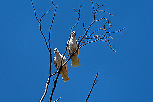 小,风头鹦鹉,美冠鹦鹉,树,西澳大利亚州,澳大利亚