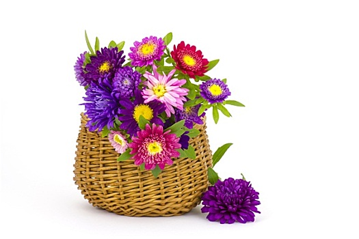 花束,彩色,紫苑属,花,篮子,白色背景,背景