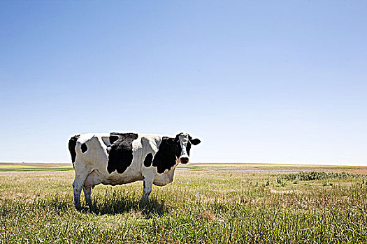 母牛,站立,草原,大,留白,空中,草